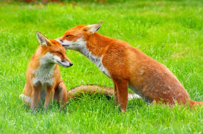 2 fox at nagarhole