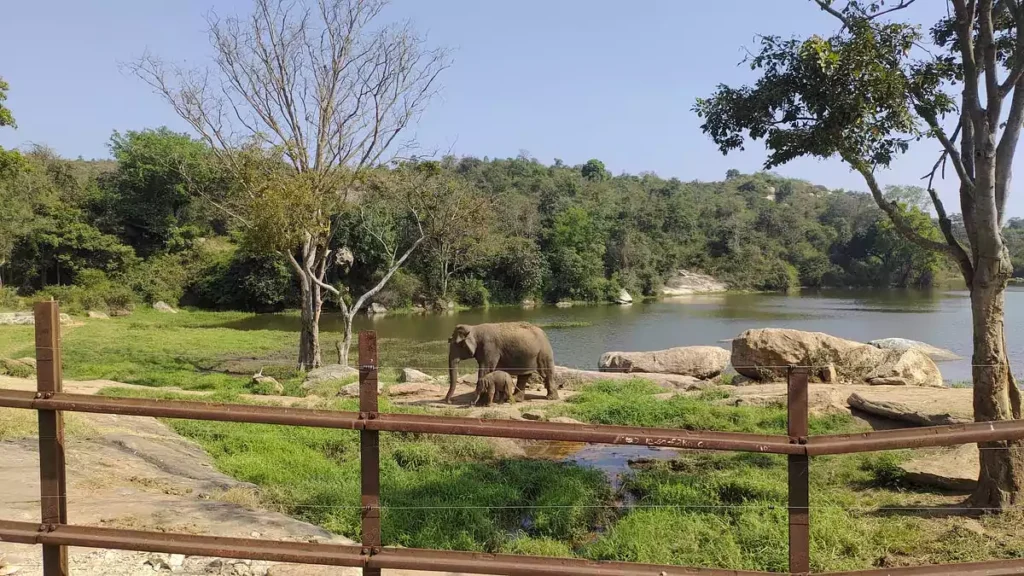 bannerghatta national park