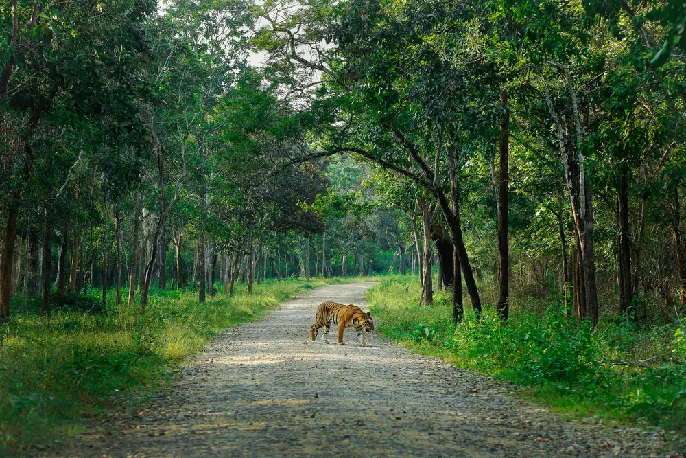 buffer zone expansion nagarhole