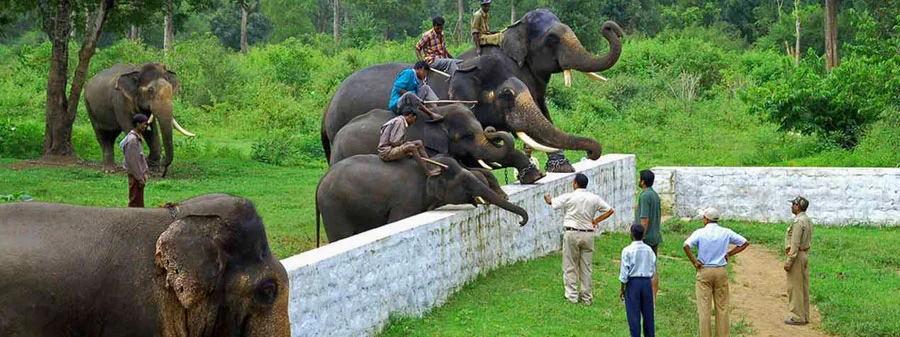 elephant management plan nagarhole