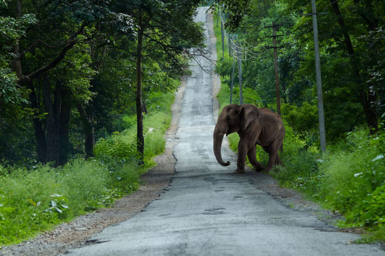 elephant on the road of nagarhole