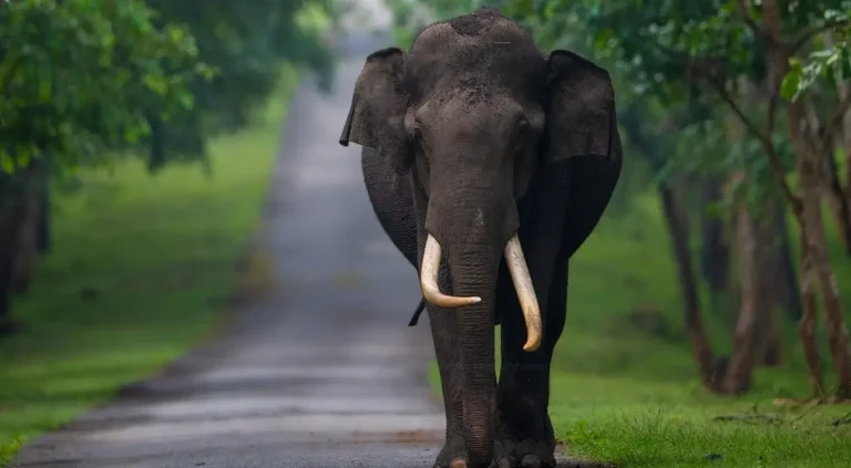 elephant-roaming-at-road-of-nagarhole-national-park