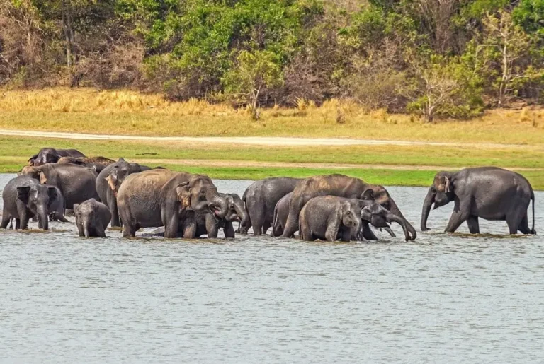 elephant gathered in the river