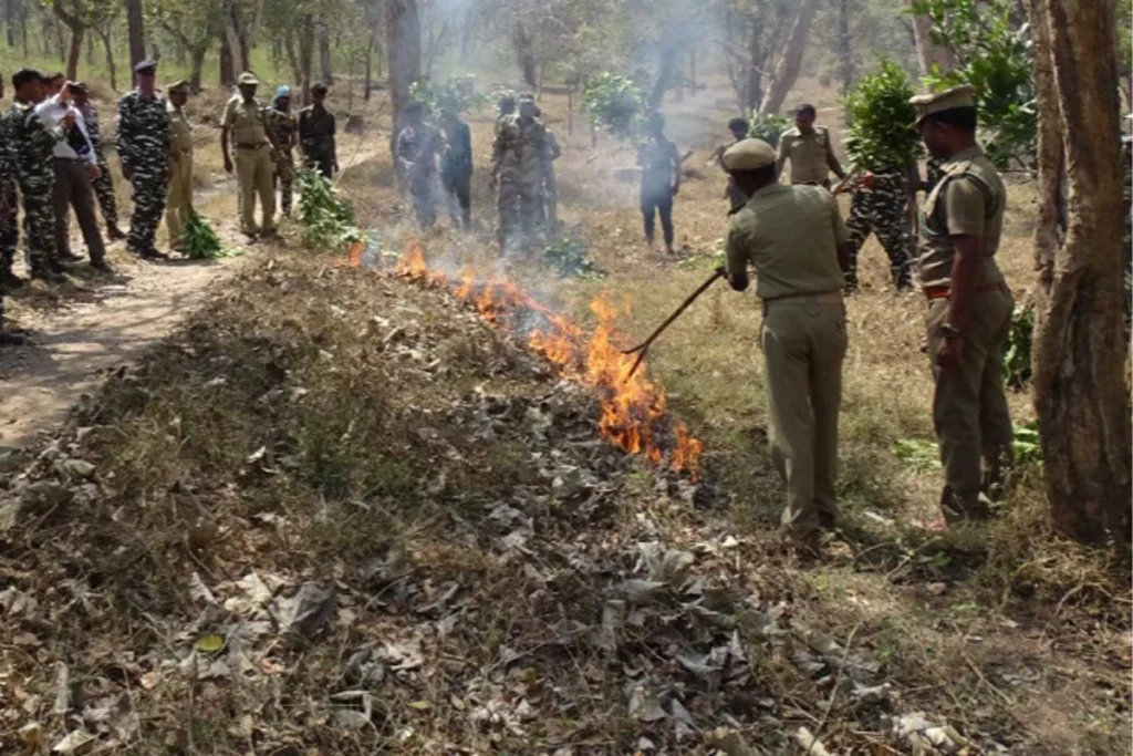 forest fire management