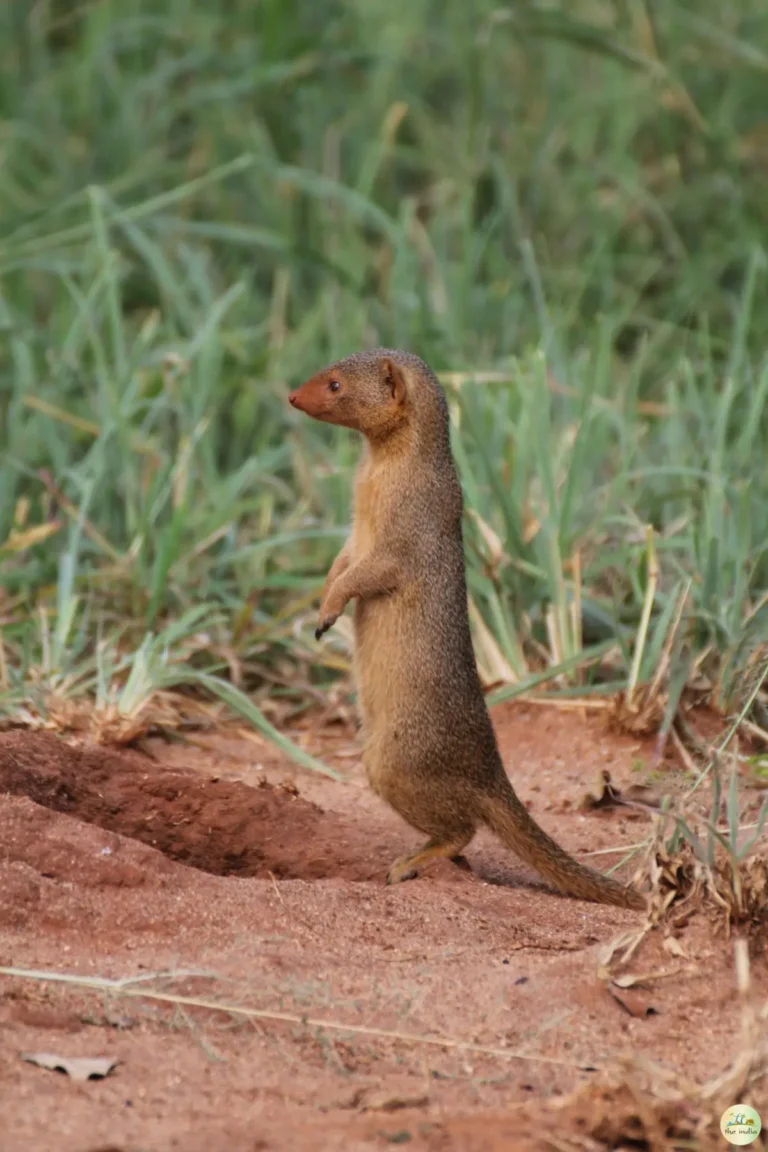 indian grey mongoose