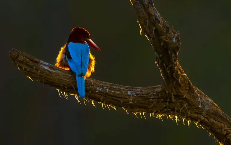 kingfisher at nagarhole