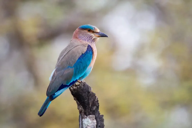 morningblue jay birds