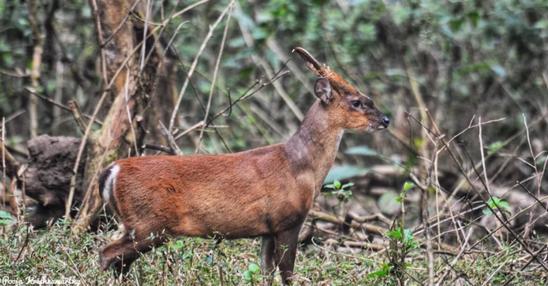 muntjac at nagarhole