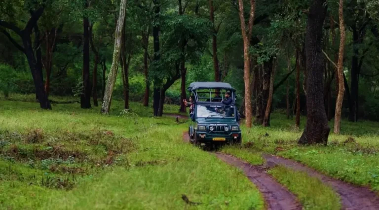 nagarhole-safari