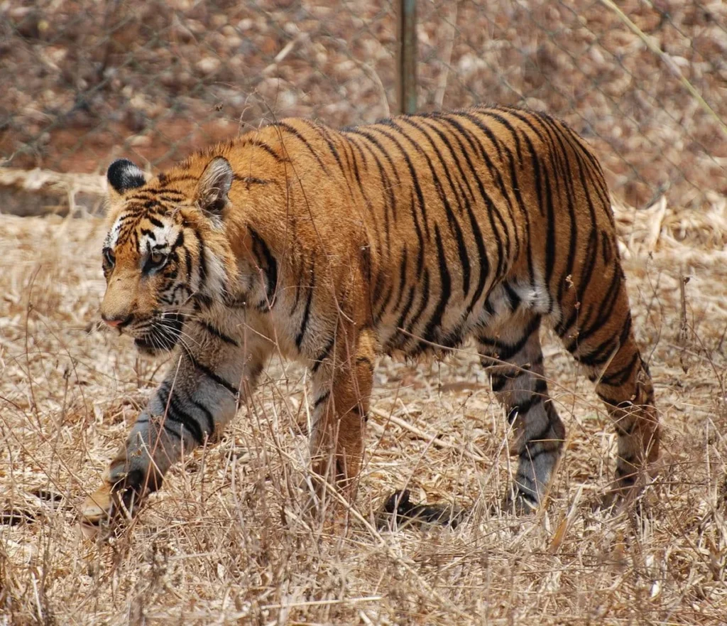 nagarhole tiger conservation