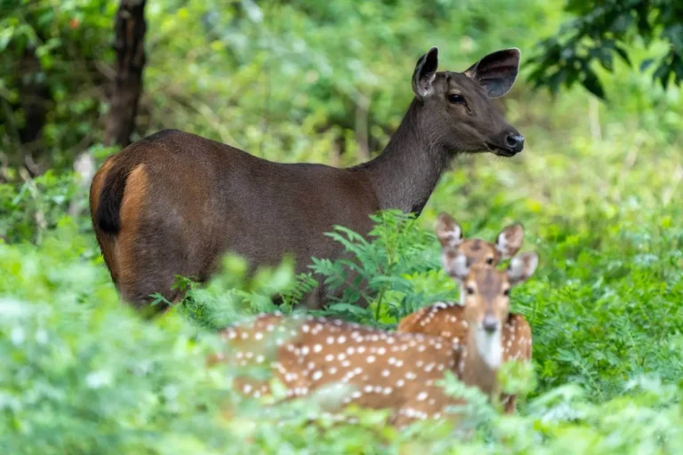 sambhar deer at nagarhole national park