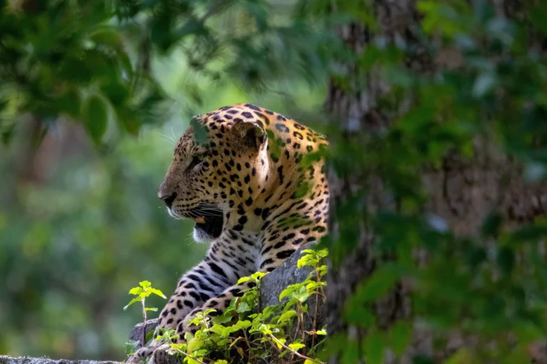 side view of panther sitting at nagarhole (1)