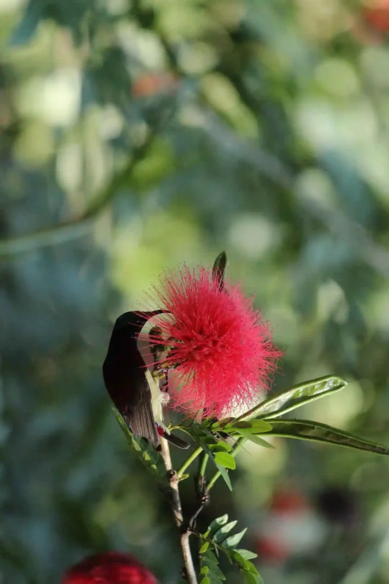 small bird at nagarhole