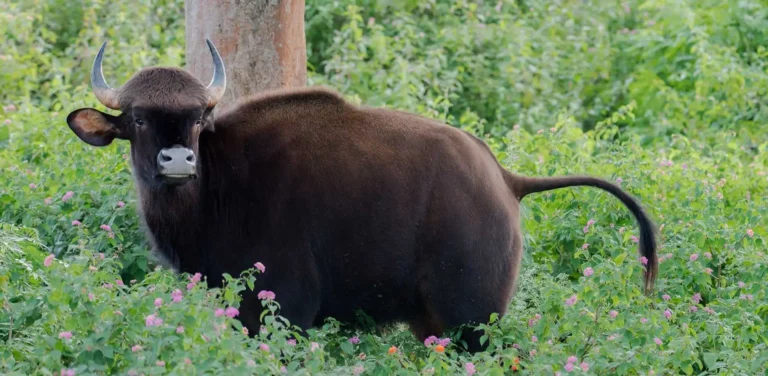 wild buffalo at nagarhole